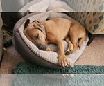 Small #1 Mastiff Mix