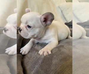 French Bulldog Puppy for sale in JOHNS ISLAND, SC, USA