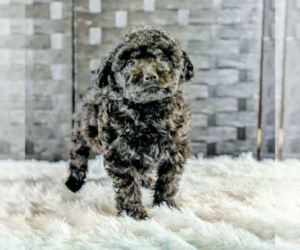 Medium Photo #10 Poochon Puppy For Sale in CAPAC, MI, USA