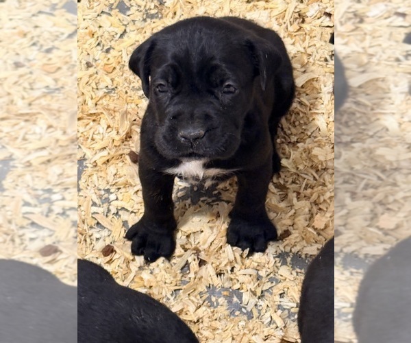Medium Photo #6 Cane Corso Puppy For Sale in BEAVERDAM, VA, USA