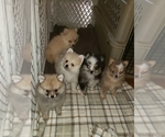 Small Photo #25 Pomeranian Puppy For Sale in DINWIDDIE, VA, USA