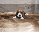 Puppy Roxy Basset Hound