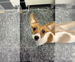 Small #4 Jack Russell Terrier
