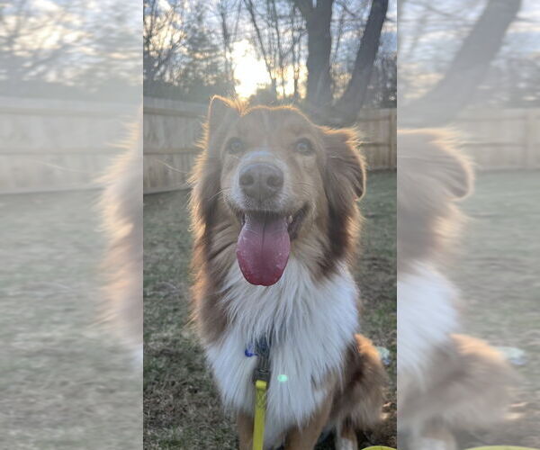 Medium Photo #10 Australian Shepherd Puppy For Sale in Oak Bluffs, MA, USA