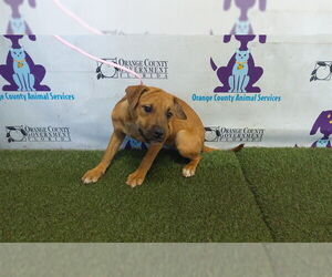 Mutt Dogs for adoption in Orlando, FL, USA