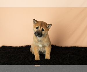 Shiba Inu Puppy for sale in MILLERSBURG, IN, USA