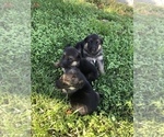Small Photo #11 German Shepherd Dog Puppy For Sale in ROANOKE, VA, USA