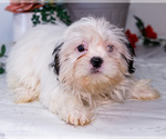 Small #5 Shih Tzu