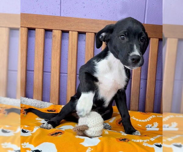 Medium Photo #3 Labrador Retriever-Unknown Mix Puppy For Sale in Genesee, WI, USA