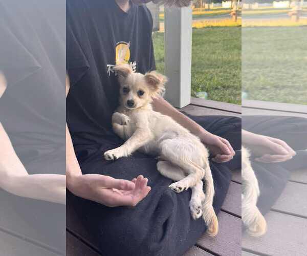 Medium Photo #1 Chihuahua-Unknown Mix Puppy For Sale in Spring Lake, NJ, USA