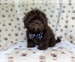 Small #9 ShihPoo