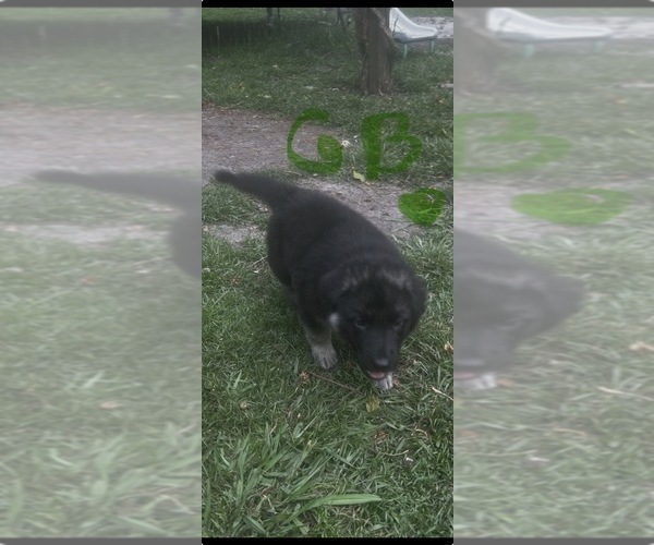 Medium Photo #7 German Shepherd Dog Puppy For Sale in SWANSBORO, NC, USA
