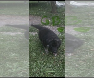 Medium German Shepherd Dog