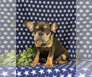 French Bulldog Puppy for sale in QUARRYVILLE, PA, USA