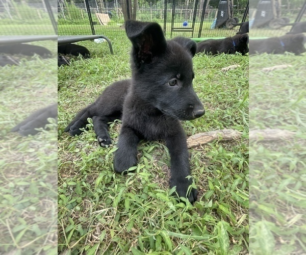 Medium Photo #20 German Shepherd Dog Puppy For Sale in WEST POINT, VA, USA