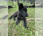 Small Photo #20 German Shepherd Dog Puppy For Sale in WEST POINT, VA, USA