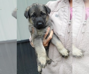 German Shepherd Dog Puppy for sale in NEWAYGO, MI, USA