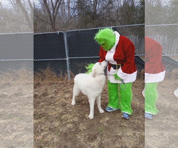 Medium Photo #5 Great Pyrenees-Unknown Mix Puppy For Sale in Thomasville, NC, USA