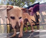 Small #3 Chihuahua Mix