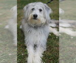Small #3 Poodle (Standard)-Siberian Husky Mix