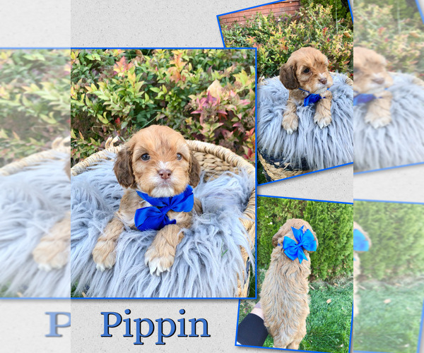 Medium Photo #7 Cockapoo (Toy) Puppy For Sale in PAYETTE, ID, USA