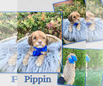 Puppy Pippin Cockapoo