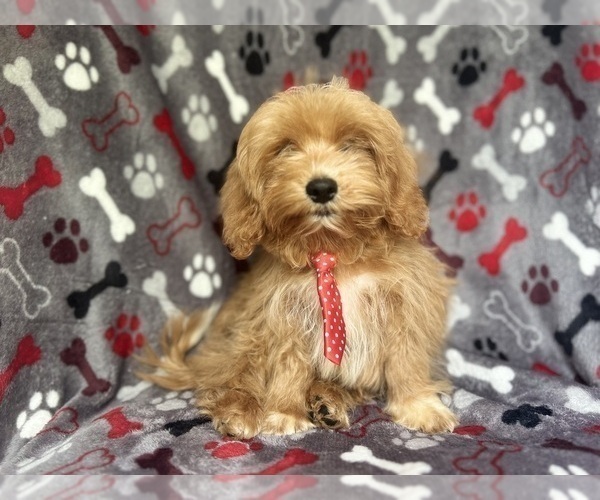 Medium Photo #1 ShihPoo Puppy For Sale in LAKELAND, FL, USA