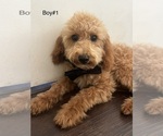 Puppy Boy 1 Poodle (Toy)