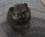 Small #4 Pomeranian