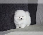 Small Photo #8 Pomeranian Puppy For Sale in MANHATTAN, NY, USA