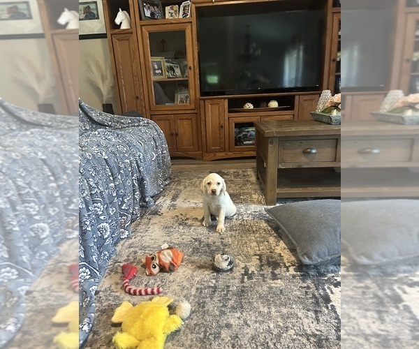 Medium Photo #6 Labrador Retriever Puppy For Sale in OCALA, FL, USA