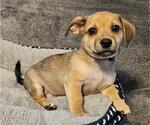 Small Photo #2 Chiweenie Puppy For Sale in Los Angeles, CA, USA