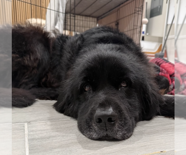 Medium Photo #1 Mutt Puppy For Sale in Brooklyn, NY, USA