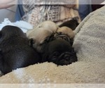 Small #26 Pug