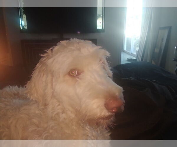 Medium Photo #1 Goldendoodle Puppy For Sale in DIXON, CA, USA