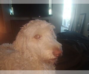 Mother of the Goldendoodle puppies born on 08/18/2025