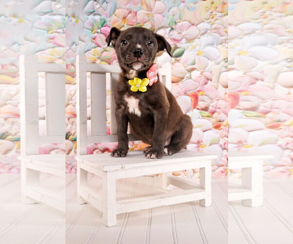 Medium Photo #3 American Staffordshire Terrier-Unknown Mix Puppy For Sale in McKinney, TX, USA