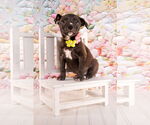 Small #2 American Staffordshire Terrier Mix