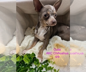 Chihuahua Puppy for sale in SHIPSHEWANA, IN, USA