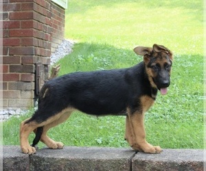 German Shepherd Dog Puppy for sale in MILLERSBURG, OH, USA