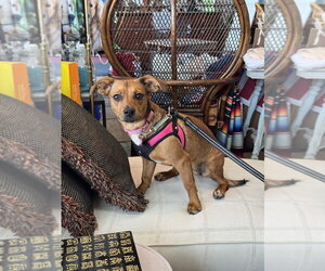 Honeybee - Female Mutt Dog for Adoption - Photo #8