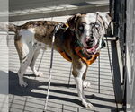 Small #1 Catahoula Leopard Dog