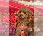 Puppy 1 Cavapoo-Poodle (Toy) Mix