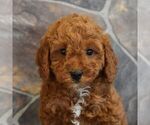 Small Photo #5 Poodle (Miniature) Puppy For Sale in MILL HALL, PA, USA