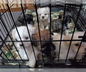 Shih Tzu Puppy for sale in SPENCER, IN, USA