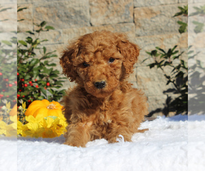 Goldendoodle-Poodle (Standard) Mix Puppy for sale in HONEY BROOK, PA, USA