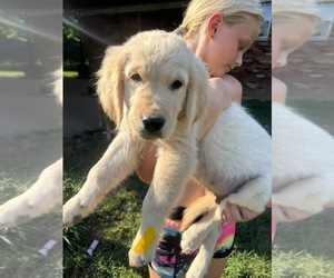 English Cream Golden Retriever-Golden Retriever Mix Puppy for sale in AUSTIN, IN, USA