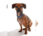 Small #5 Chihuahua Mix