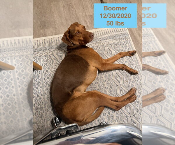 Medium Photo #7 Doberman Pinscher-Rhodesian Ridgeback Mix Puppy For Sale in West Hollywood, CA, USA