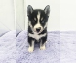 Small #2 Siberian Husky